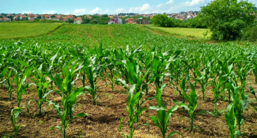 Innovazioni nell'Agricoltura Elettrochimica: Piante che Crescono al Buio e con Meno Suolo